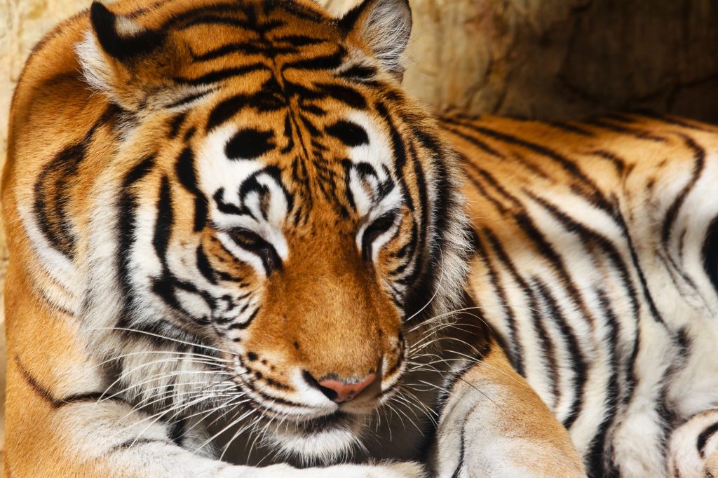 bengal-tiger.jpg