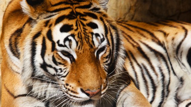 bengal-tiger.jpg