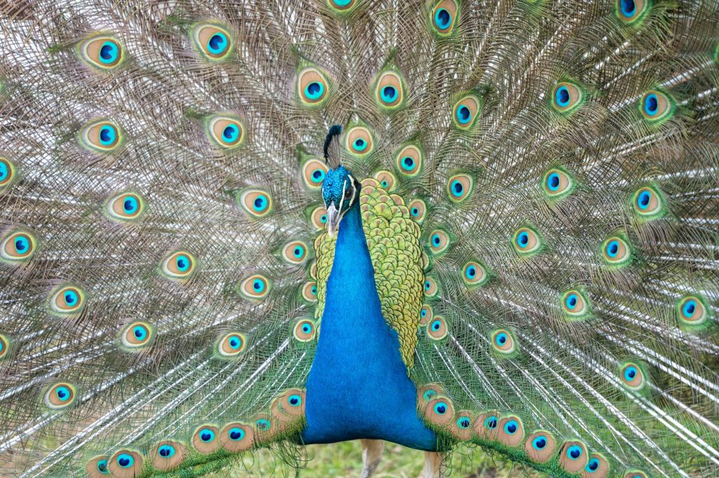closeup-of-a-peacock-standing-with-her-wings-opened.jpg