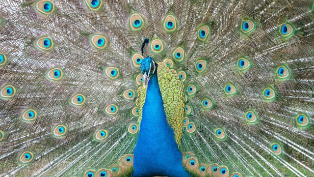 closeup-of-a-peacock-standing-with-her-wings-opened.jpg