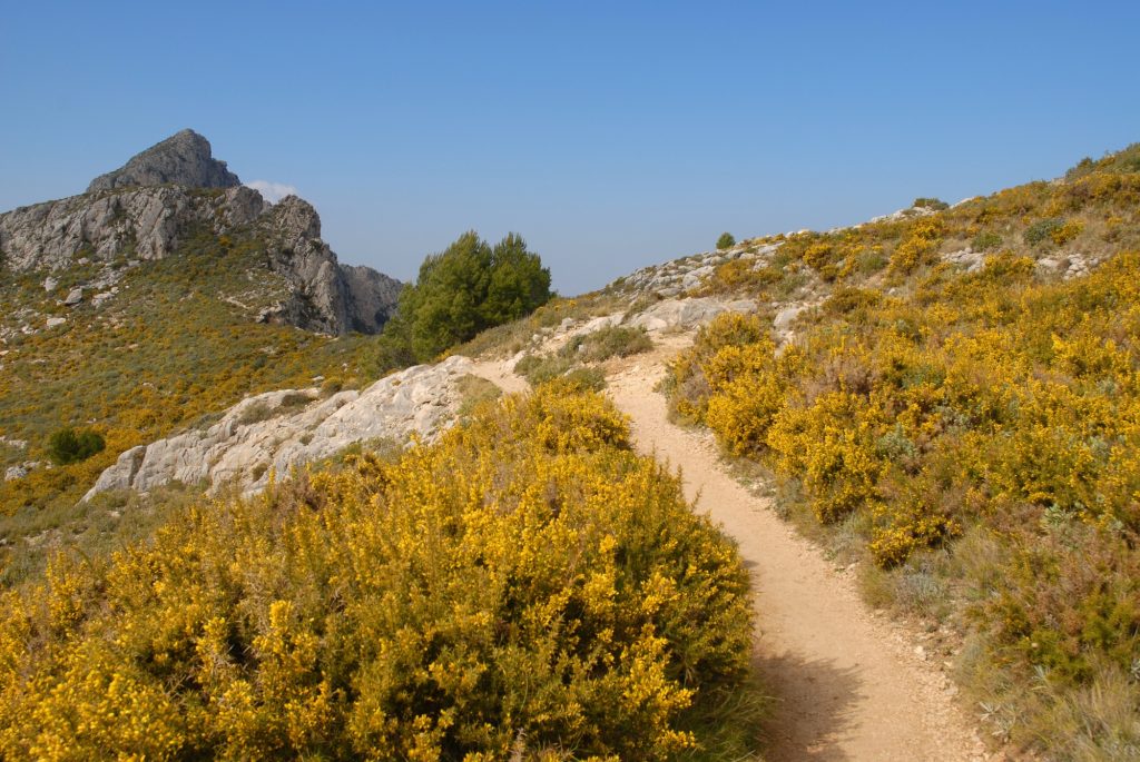 hiking-trail-up-in-in-the-sierra-bernia-mountains-with-gorse-in-flower-alicante-province-spain.jpg