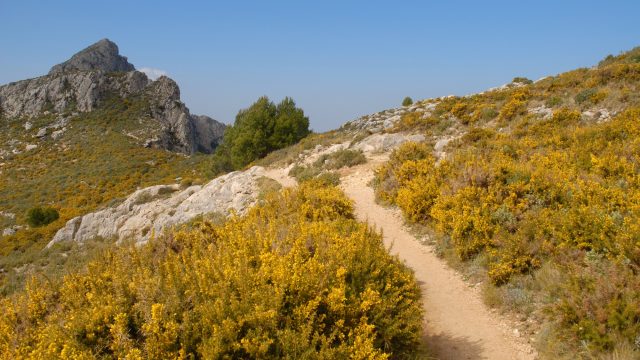hiking-trail-up-in-in-the-sierra-bernia-mountains-with-gorse-in-flower-alicante-province-spain.jpg