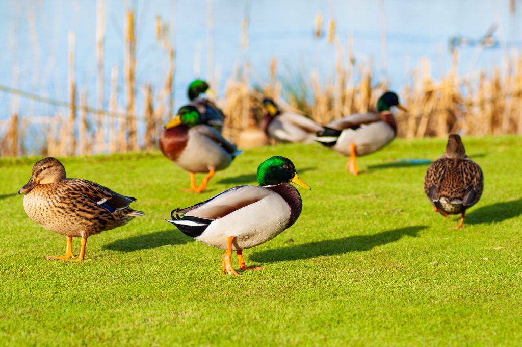 wild-ducks-mallard-anas-platyrhynchos-standing-on-the-shore-female-wild-duck-outside-summer.jpg