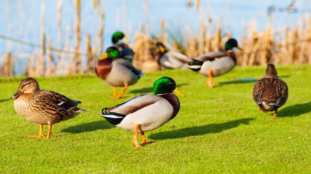 wild-ducks-mallard-anas-platyrhynchos-standing-on-the-shore-female-wild-duck-outside-summer.jpg